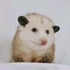 koklyzzzzz
