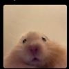 hamstersmagic0
