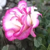 ranaua_525