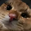 amelia_gac