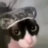 puchii_5