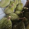 kurniawan_ajah_