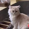 tc_bl