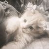 lamiarahman851