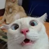 naw.khanh
