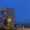 meowszqw