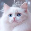 catking170