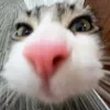 Meowtastic