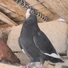 llxx__l
