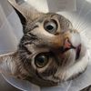 littlekittenpenny