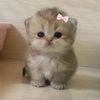 ghina_najjar_13
