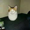 cats2299