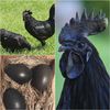 black.pullet5
