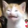 gatokeekee