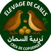 ✨Les cailles💥 عالم السمان 🐔