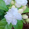 fljasminedahayu
