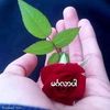 user6313461175023