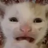 anaquinterocollad