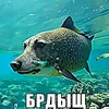 brdisha