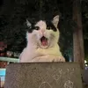 jajsemslunickoo