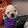 gatinho_quetira_maldica0