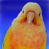 mangobaby224