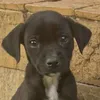 ajudem_a_pretinha_