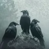 _corvoo_