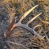 bonecollector71