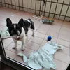 badharoldo.rodrig