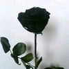 _gialintr777