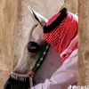 عبدالله القطعاني 🥷🔥