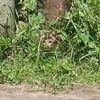 manusia_pecinta_kucing