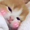minibeeeeeeee
