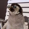 fatpengu10