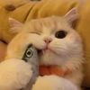 funny-cats001