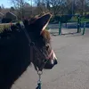 une_cavaliere_et_son_ane