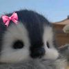 shinta.gisel