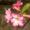 nurhidayat12376