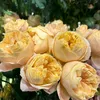 farbin.begum34