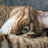 miss.lucy.the.bengal