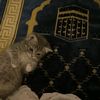 guran_karem907