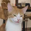louloutte_thecat