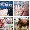 SiGembul Sapi Qurban 🐮🐄🐂