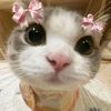 vennie_ny