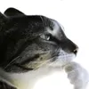 8ilikeapples8