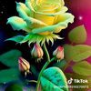 user91696668510753