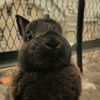 ricuuu_bunnies