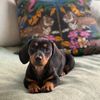 roo.la.poochie