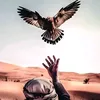 hgdem6